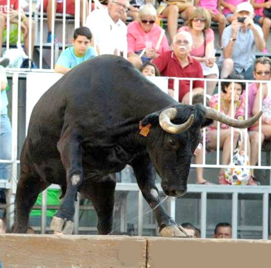 It is after all, southern Spain, and the big festivals feature the venerated bull!